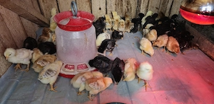 Pui de gaina romanesti de tara - 7-8 zile - imagine 2