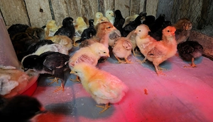 Pui de gaina romanesti de tara - 7-8 zile - imagine 3