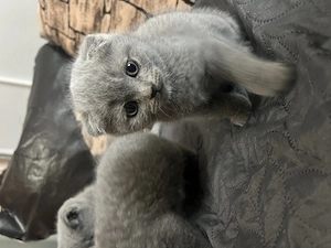 Vand pui British shorthair  - imagine 8