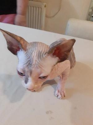 fetiță sfinx - imagine 4