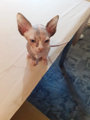 fetiță sfinx - imagine 3