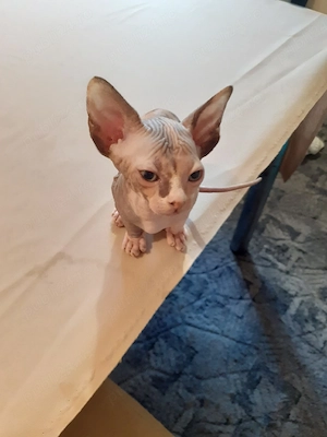 fetiță sfinx - imagine 2