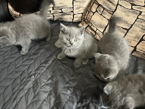 Vand pui British shorthair  - imagine 7