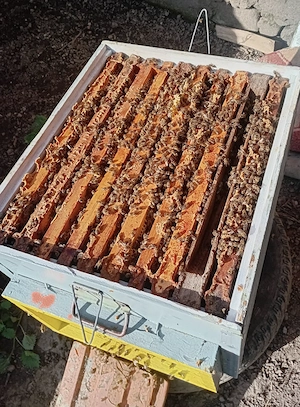 Familii de albine - de la apicultor cu experiență - imagine 2