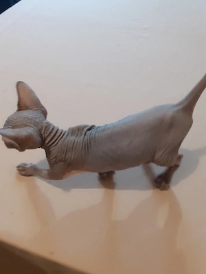 motănel sfinx - imagine 3