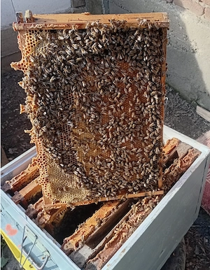 Familii de albine - de la apicultor cu experiență