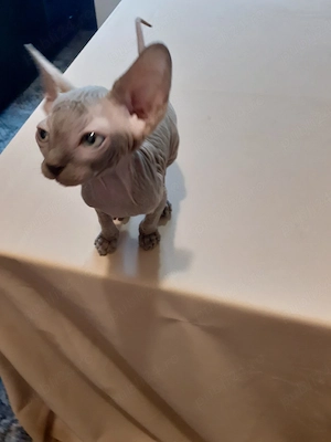 motănel sfinx - imagine 2