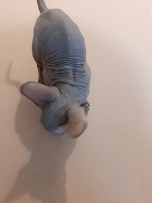 motănel sfinx - imagine 4