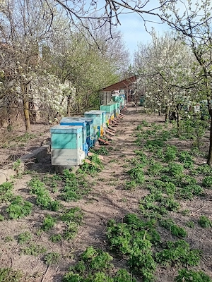 Familii de albine - de la apicultor cu experiență - imagine 3