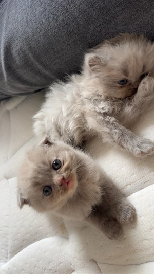 pui pisică scottish  british  - imagine 5