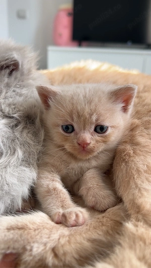 pui pisică scottish  british  - imagine 2