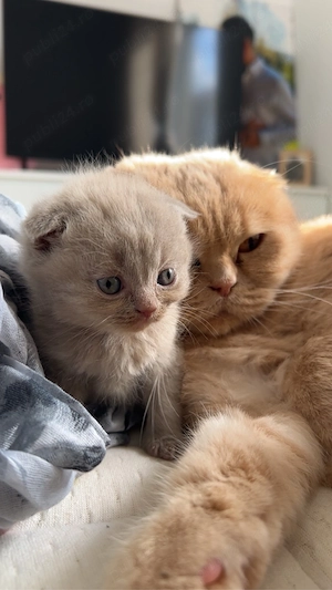 pui pisică scottish  british  - imagine 4