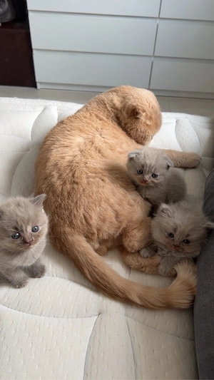 pui pisică scottish  british  - imagine 3