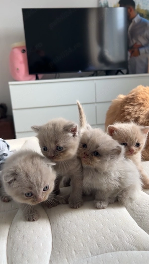 pui pisică scottish  british 