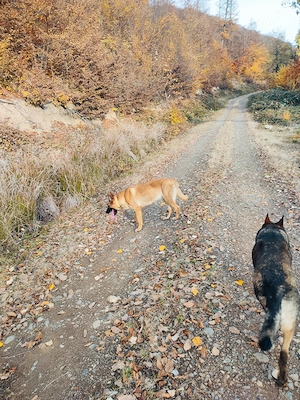 Vând Ciobanesc german linie de lucru - imagine 5