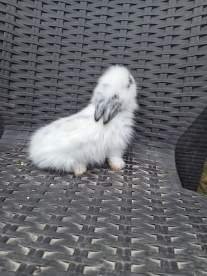 Iepuri cap de leu  hotot pitici  - imagine 2