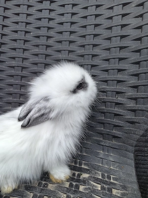 Iepuri cap de leu  hotot pitici  - imagine 3