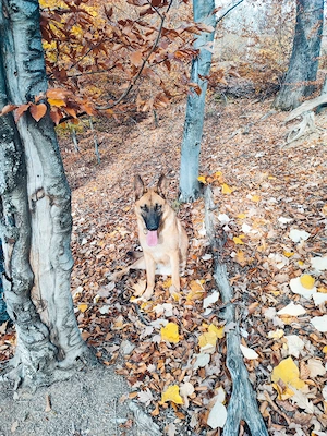 Vând Ciobanesc german linie de lucru - imagine 4