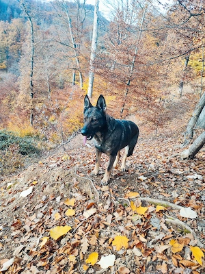 Vând Ciobanesc german linie de lucru - imagine 2