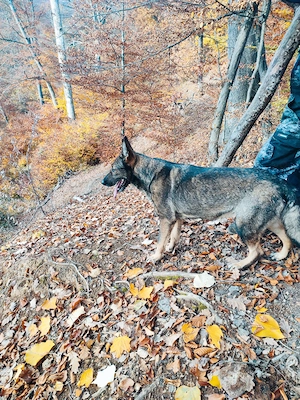 Vând Ciobanesc german linie de lucru - imagine 3