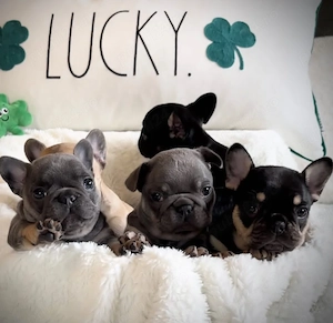 Pui de bulldog francez de rasă pură, sănătoși și gata de a fi adoptați - imagine 2