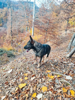 Vând Ciobanesc german linie de lucru