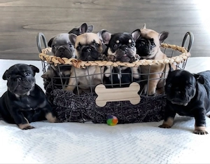 Pui de bulldog francez de rasă pură, sănătoși și gata de a fi adoptați