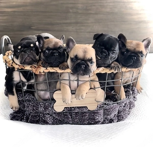 Pui de bulldog francez de rasă pură, sănătoși și gata de a fi adoptați - imagine 3
