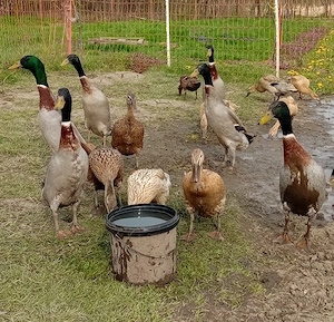 Rațe indiene (pentru melci)