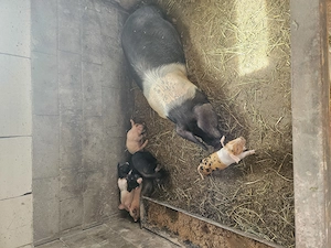 Se vinde tot  - imagine 2