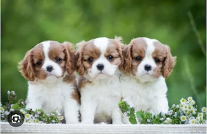 baietei Cavalier King Charles