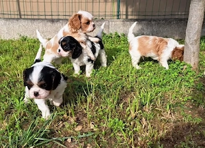 Pui de Cavalier King Charles drăguți și sănătoși, gata să-și găsească un cămin - imagine 4