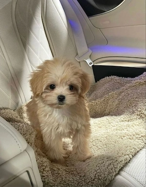 catelusa maltipoo 2 luni vaccinata