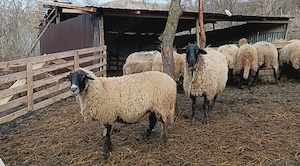 Vând oi bucălăi  - imagine 3