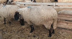 Vând oi bucălăi  - imagine 5