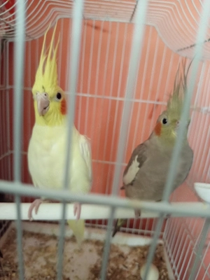 Vând papagali Nimfă