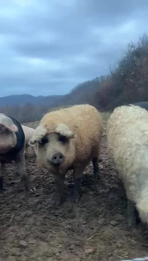 Porci de vânzare în Sălaj | Angro sau la bucată | Mai multe rase