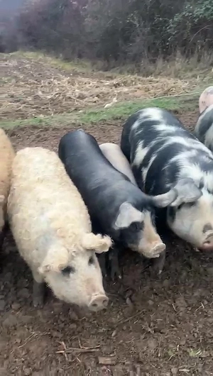 Porci de vânzare în Sălaj | Angro sau la bucată | Mai multe rase - imagine 3