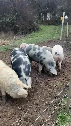 Porci de vânzare în Sălaj | Angro sau la bucată | Mai multe rase - imagine 2