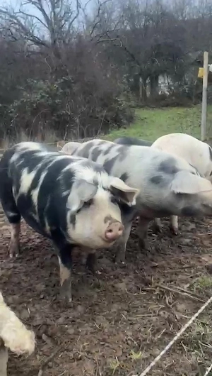 Porci de vânzare în Sălaj | Angro sau la bucată | Mai multe rase - imagine 4