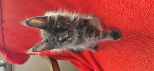 Maine Coon - Felisa WFC Pandaland  - imagine 4