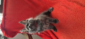 Maine Coon - Felisa WFC Pandaland 