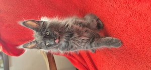 Maine Coon - Felisa WFC Pandaland  - imagine 3