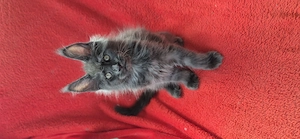 Maine Coon - Felisa WFC Pandaland  - imagine 2