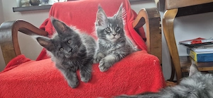 Maine Coon - Felisa WFC Pandaland  - imagine 5