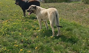 Vând femelă 8 luni  - imagine 4