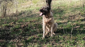 Vând femelă kangal - imagine 2