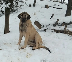 Vând femelă 8 luni  - imagine 5