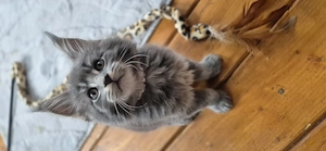 Maine Coon - Felisa WFC Pandaland  - imagine 2