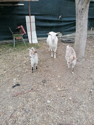 capră sannen cu două ieduțe  in Chișoda,  - imagine 2